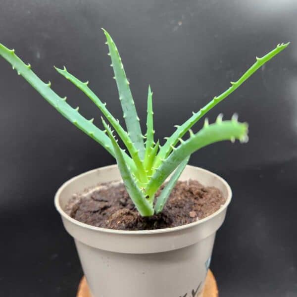 Rohtoaloe  ruukussa - vanha kanta