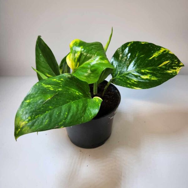 Kultaköynnös golden 'Hawaiian'