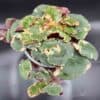 Aaroninparta 'Tricolor'  ruukussa - Image 3