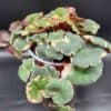 Aaroninparta 'Tricolor'  ruukussa
