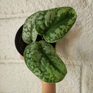 Hopeaköynnös 'Trebie' juurtunut pistokas