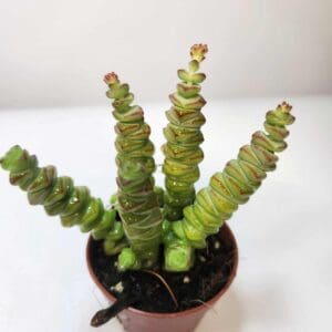 Rahapuu 'Hottentot' pikkuruukussa