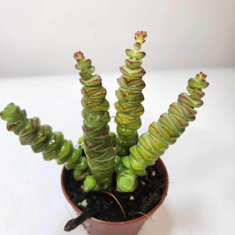 Rahapuu 'Hottentot' pikkuruukussa