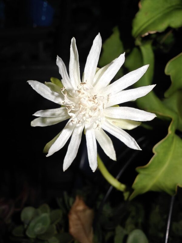 Epiphyllum guatemalense 3 x lehtipistokas