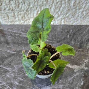 Alokasia Alocasia sulawesi sp. 'Jacklyn'