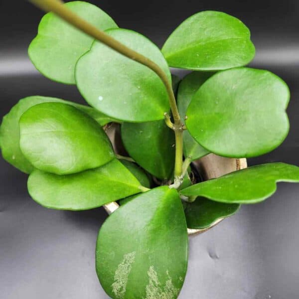 Hoya kerrii  ruukussa - Image 5