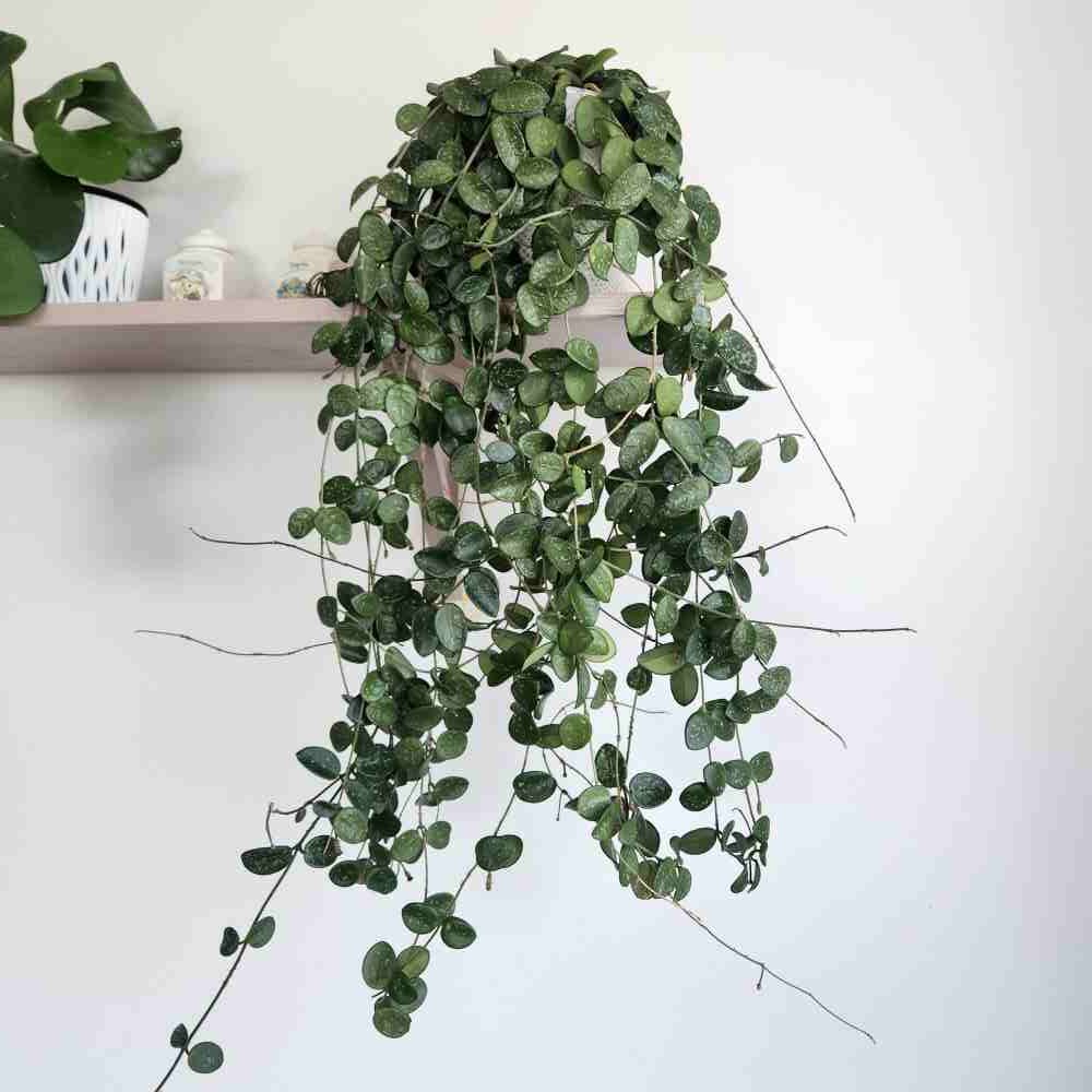 Posliinikukka Hoya 'Mathilde' juurtunut pistokas - Image 2