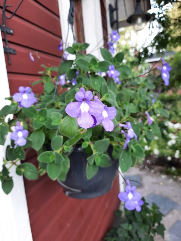 Pikkusoilikki Streptocarpus saxorum ruukussa - Image 2