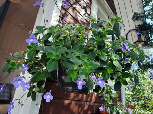 Pikkusoilikki Streptocarpus saxorum ruukussa - Image 3