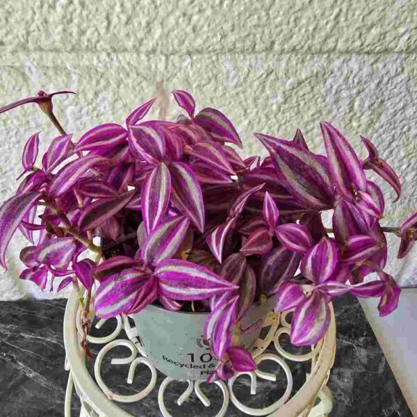 Juoru Tradescantia 'Pink Paradise'