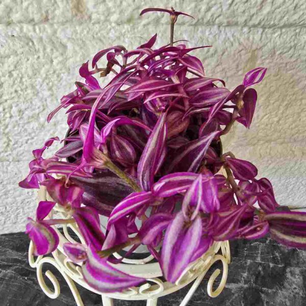 Juoru Tradescantia 'Pink Paradise'