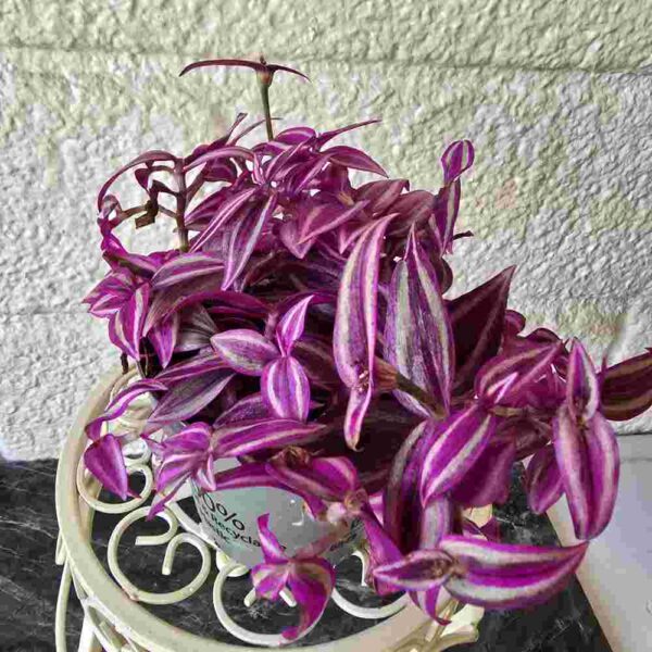 Juoru Tradescantia 'Pink Paradise'