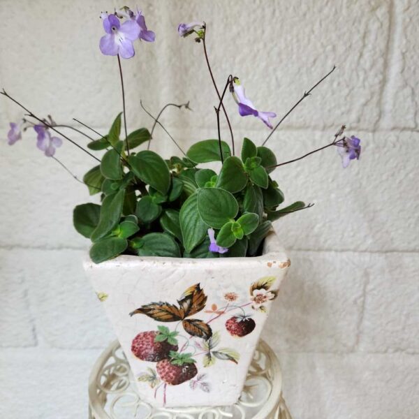 Pikkusoilikki Streptocarpus saxorum ruukussa - Image 4