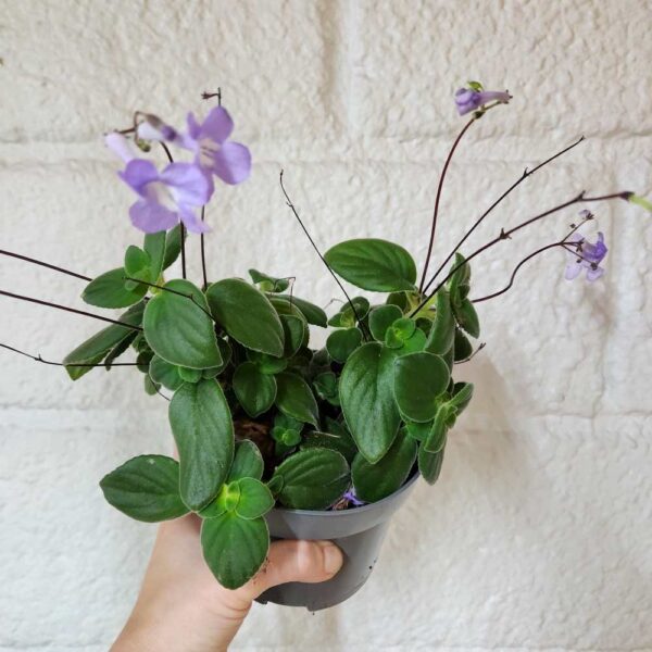Pikkusoilikki Streptocarpus saxorum ruukussa - Image 5