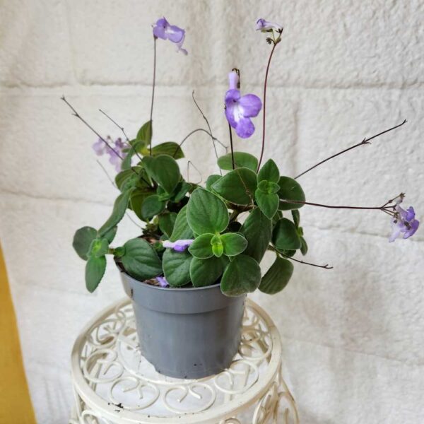 Pikkusoilikki Streptocarpus saxorum ruukussa