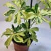 Siroliuska-aralia 'Janine' ruukussa