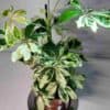 Siroliuska-aralia 'Janine' ruukussa - Image 3