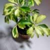 Siroliuska-aralia 'Janine' ruukussa - Image 2