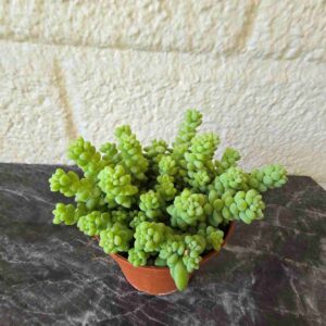 Aasinmaksaruoho Sedum burrito
