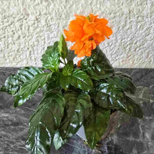 Taikurinkukka Crossandra infundibuliformis