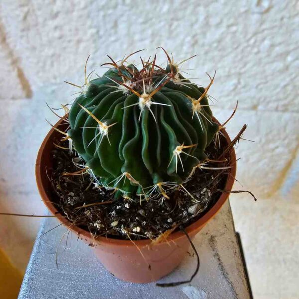 Stenocactus multicostatus brevispinus ruukussa - Image 2