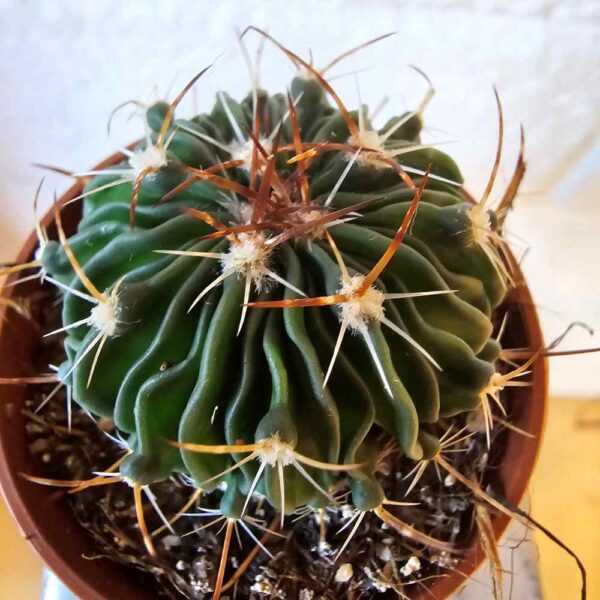 Stenocactus multicostatus brevispinus ruukussa