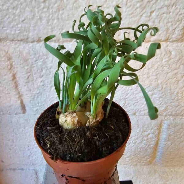 Albuca spiralis 'Frizzle Sizzle' ruukussa