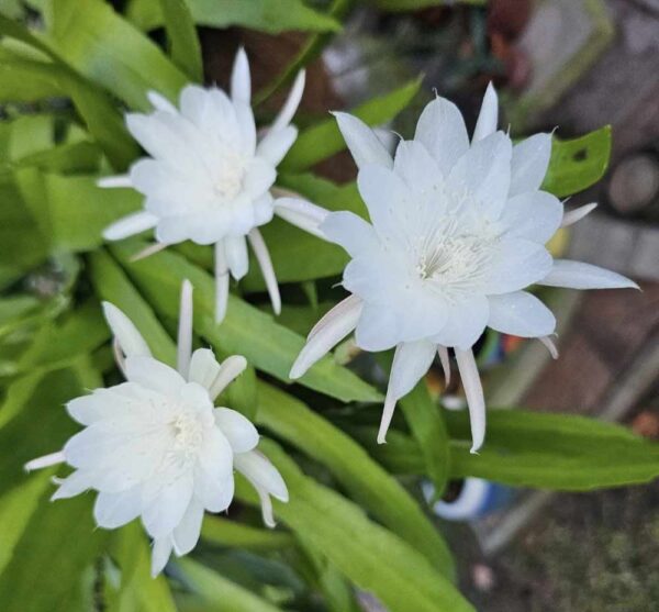 Epiphyllum pumilum