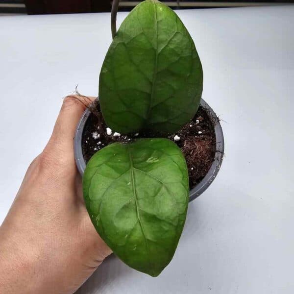 Hoya Sp. Aceh ruukussa