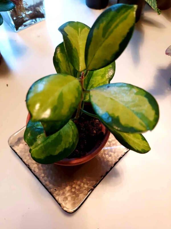 Australianposliinikukka  'Lisa'  ruukussa - Image 4