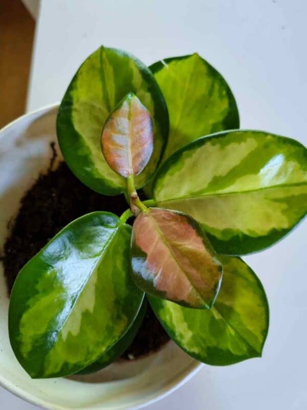 Australianposliinikukka  'Lisa'  ruukussa