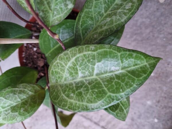 Hoya verticillata 'Wayang Splash'