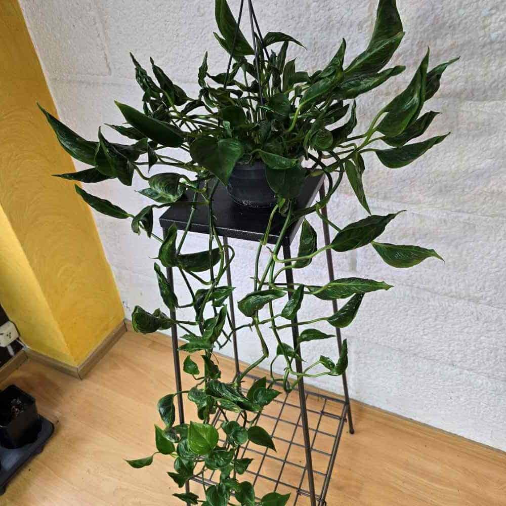 Kultaköynnös 'Shangri La' juurruttamaton pistokas