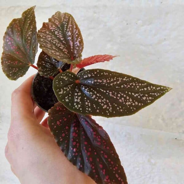 Pilkkubegonia 'Pink Spot'  ruukussa UUTUUS❤️