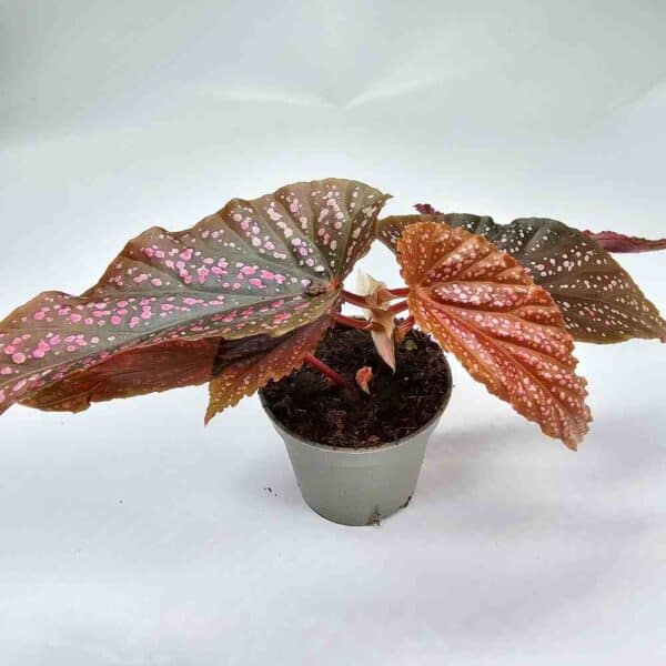 Pilkkubegonia 'Pink Spot'  ruukussa UUTUUS❤️ - Image 3