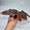 Pilkkubegonia 'Pink Spot'  ruukussa - Image 2