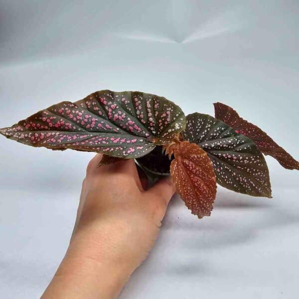 Pilkkubegonia 'Pink Spot'  ruukussa UUTUUS❤️ - Image 2