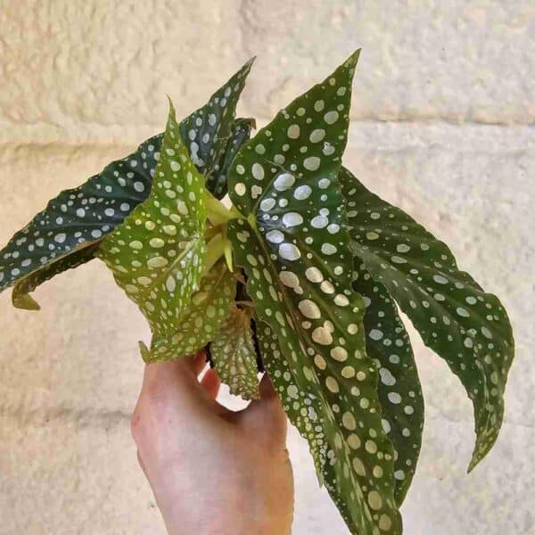 Pilkkubegonia 'Silver Spot'  ruukussa