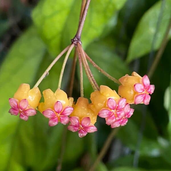 Hoya soligamiana pikkukasvi