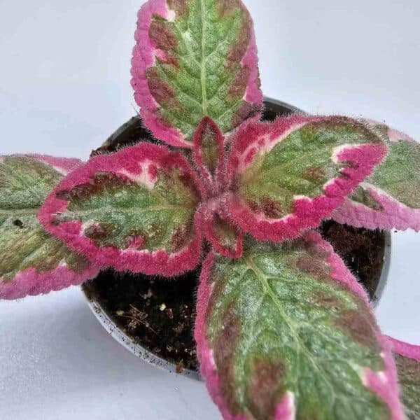 Kuparilehti 'Pink Brocade' ruukussa