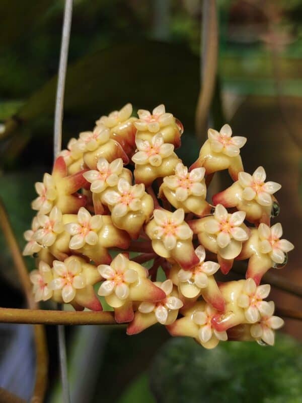 Hoya 'Tequila Sunrise' pikkukasvi