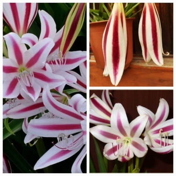 Kriinumi 'Cintho Alpha'