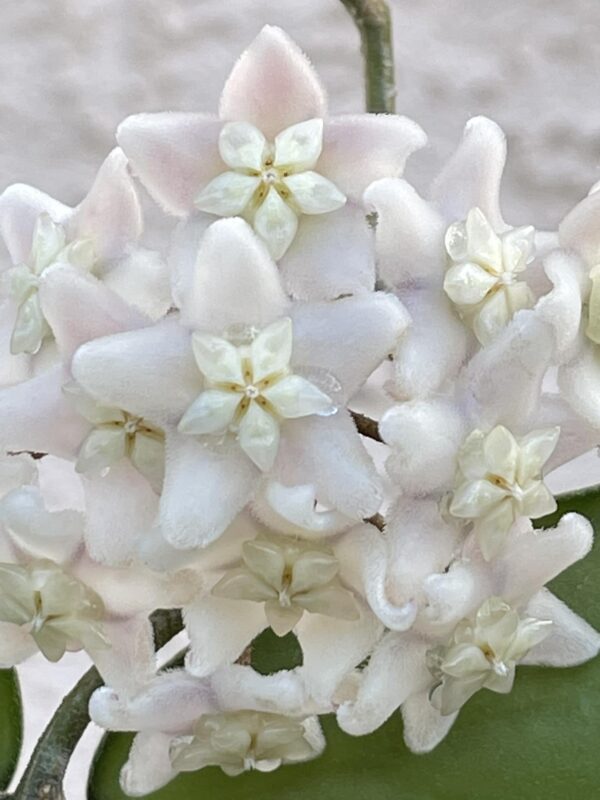 Hoya vangviengiensis - Image 2