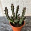 Raatokukka Stapelia flavopurpurea