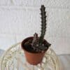 Raatokukka Stapelia flavopurpurea - Image 2