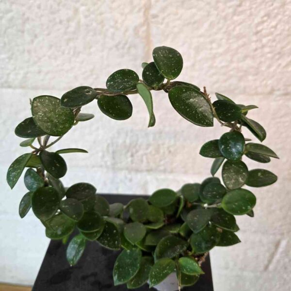 Posliinikukka Hoya 'Mathilde'  kasvi kaaressa