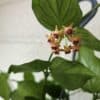 Hoya polyneura ruukussa - Image 2