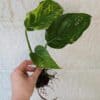 Kultaköynnös 'Marble Green' / 'Jungle Star'
