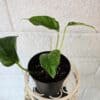 Kultaköynnös 'Marble Green' / 'Jungle Star' - Image 3