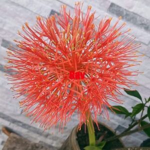 Punatupsukki Scadoxus multiflorus